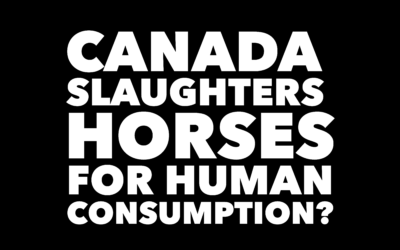 Horses are Slaughtered in Canada for Human Consumption?