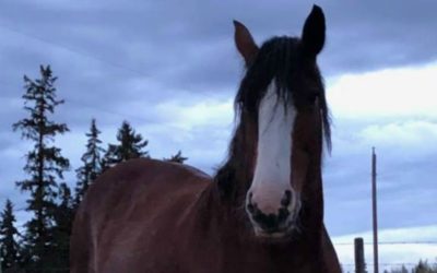 Stolen Horse Owner becomes Anti Horse Slaughter Advocate