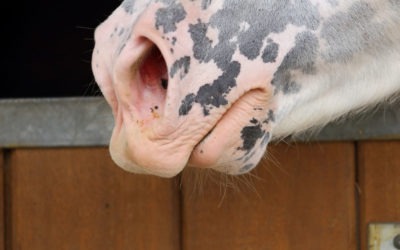 France Bans the Trimming of Horse Whiskers