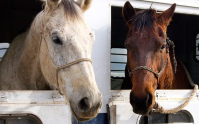 ASPCA: “Horse Slaughter is NOT Euthanasia”