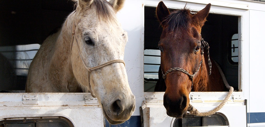 ASPCA: “Horse Slaughter is NOT Euthanasia”