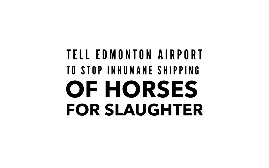 Edmonton Airport