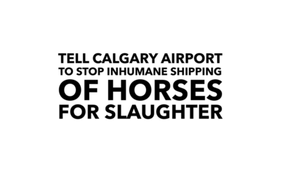 Calgary Airport allows the inhumane transport of horses to slaughter