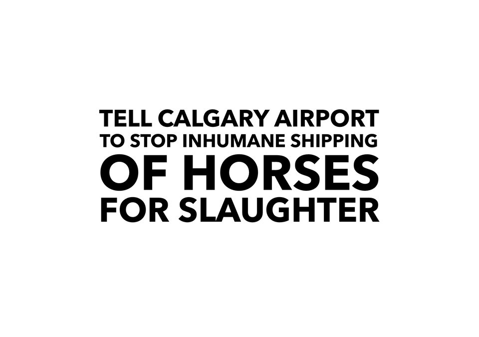 Calgary Airport allows the inhumane transport of horses to slaughter