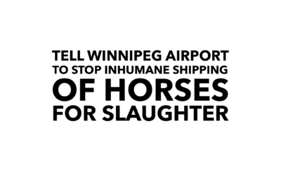 Winnipeg Airport allows the inhumane transport of horses to slaughter