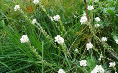 Noxious weed Hoary Alyssum kills horses