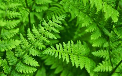 Bracken Fern poisoning in horses