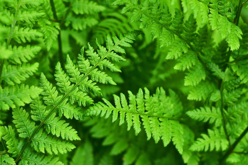 Bracken Fern poisoning in horses - Ban Horse Slaughter