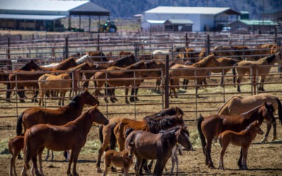 American Wild Horses slaughtered for human consumption