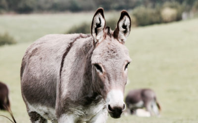 Chinese Medicine Threatening Donkey Populations