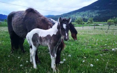 31 Ponies Saved BUT Funding Still Needed