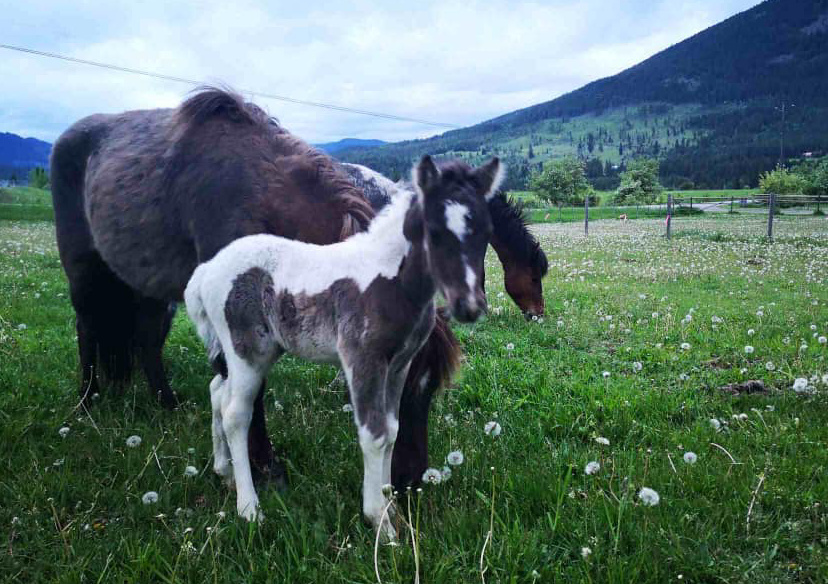 31 Ponies Saved BUT Funding Still Needed