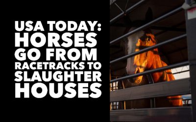 USA TODAY:  Horses go from Racetracks to Slaughterhouses