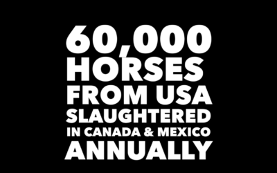 60K HORSES FROM USA SLAUGHTERED
