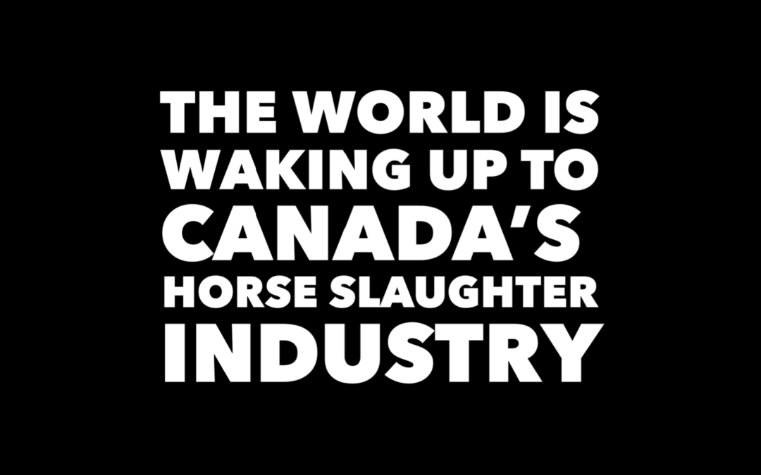 Guardian Publishes Horse Slaughter Article