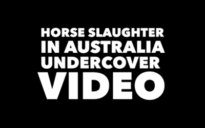 Horse Slaughter in Australia