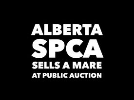 Alberta SPCA Sell Mare at Auction