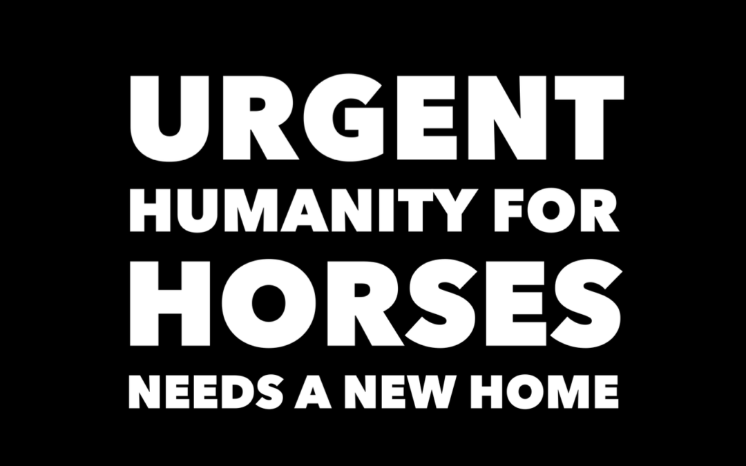 HUMANITY FOR HORSES – VIDEO