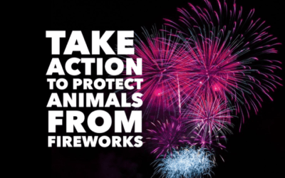 MP SPONSORED FIREWORKS PETITION