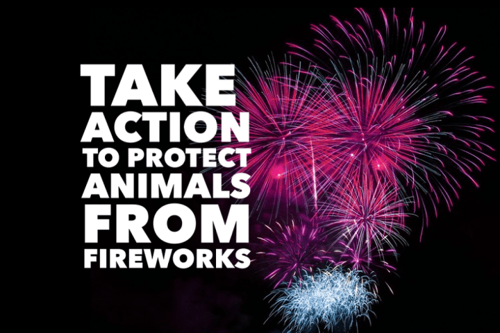 MP SPONSORED FIREWORKS PETITION