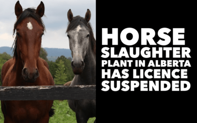 BOUVRY EXPORTS HORSE SLAUGHTER PLANT LICENCE SUSPENDED