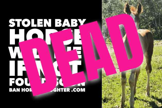 BABY HORSE STOLEN