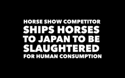 WHO SHIPS HORSES TO JAPAN FOR SLAUGHTER?