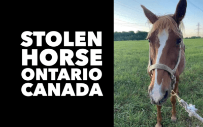 HORSE STOLEN ONTARIO