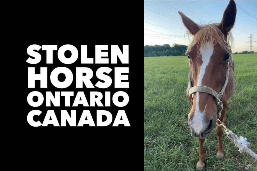 HORSE STOLEN ONTARIO