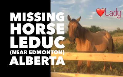 MISSING HORSE LEDUC ALBERTA