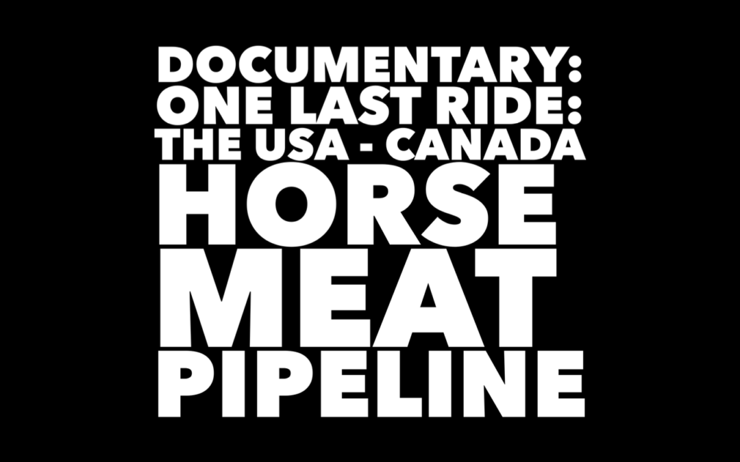 DOCUMENTARY HORSE MEAT PIPELINE