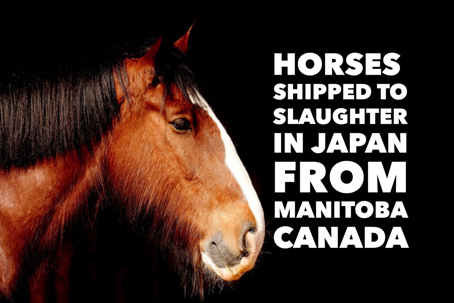 anti-slaughter-billboards-ban-horse-slaughter