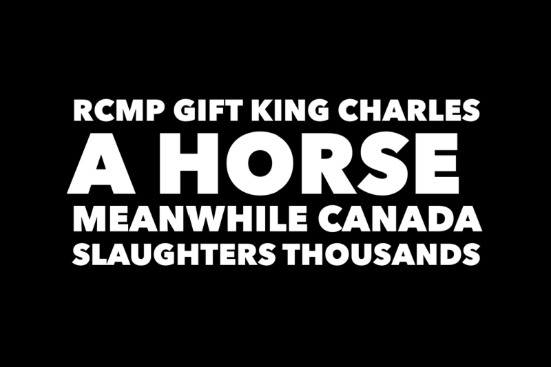 RCMP GIFT KING CHARLES A HORSE