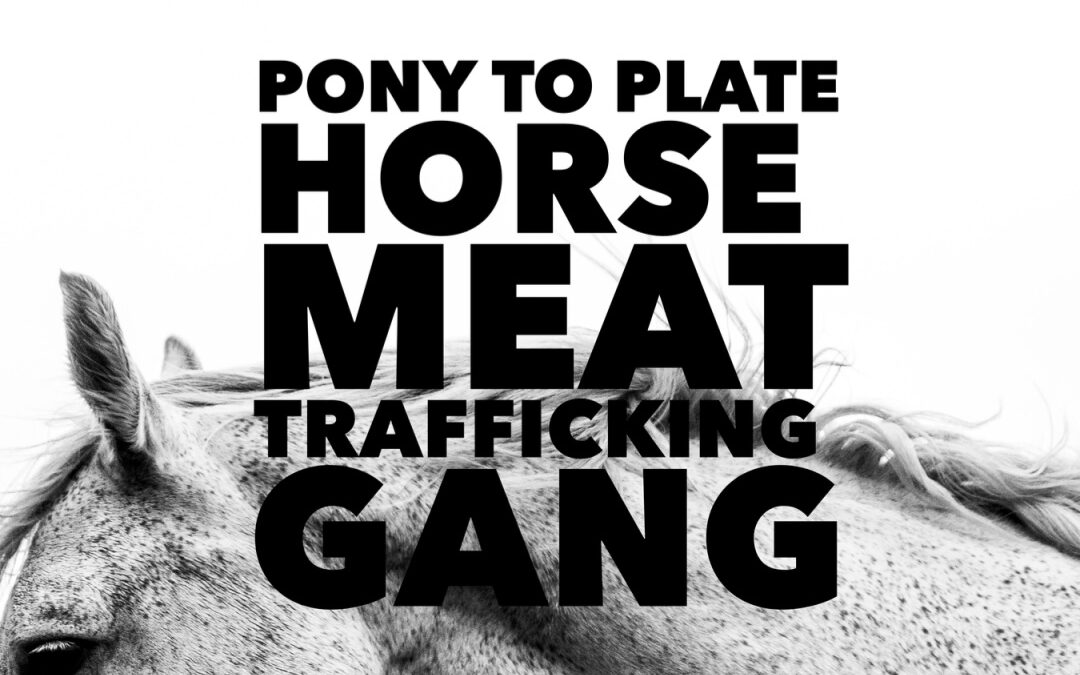 PONY TO PLATE HORSEMEAT FRAUD