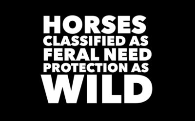WILD VS FERAL HORSES