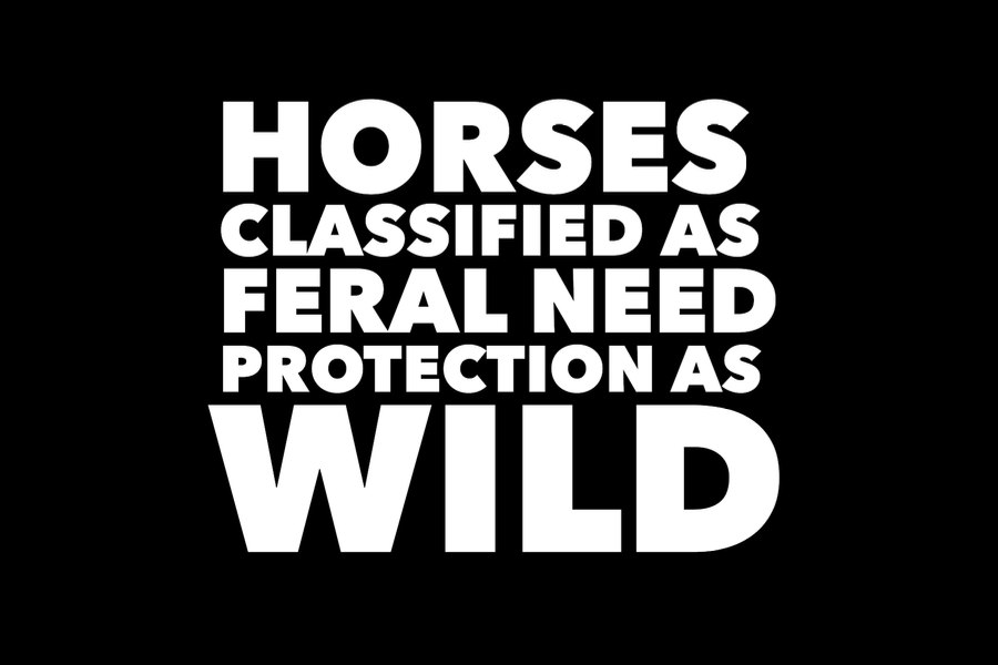 WILD VS FERAL HORSES