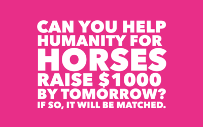 HUMANITY FOR HORSES