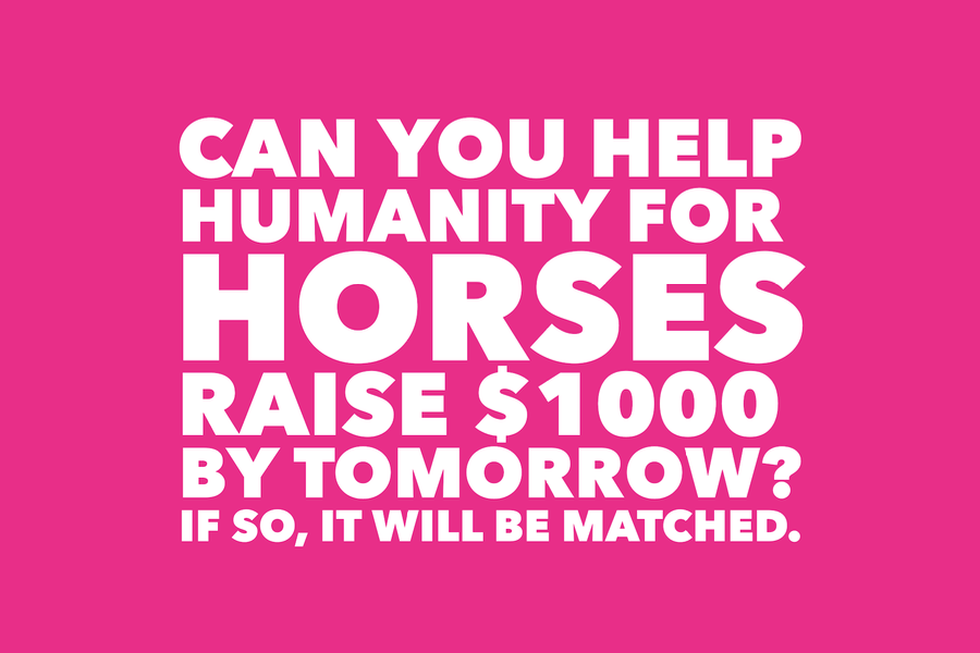 Can You Help Humanity For Horses 