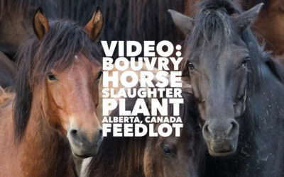 BOUVRY HORSE SLAUGHTER PLANT