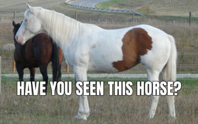 HORSE SEARCH