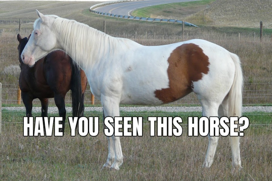 HORSE SEARCH