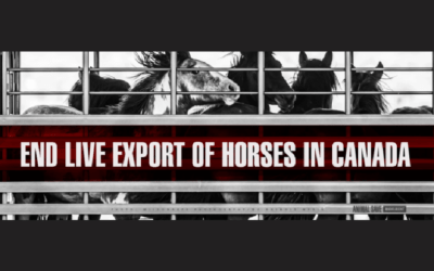 PETITION:  BAN LIVE EXPORT OF HORSES FOR SLAUGHTER