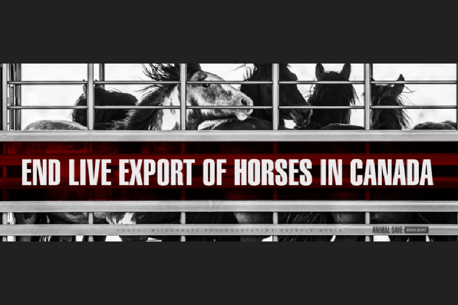 PETITION:  BAN LIVE EXPORT OF HORSES FOR SLAUGHTER