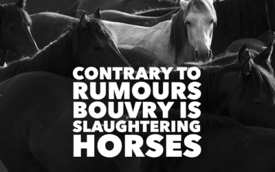 APRIL 9, 2024 BOUVRY SLAUGHTERED HORSES