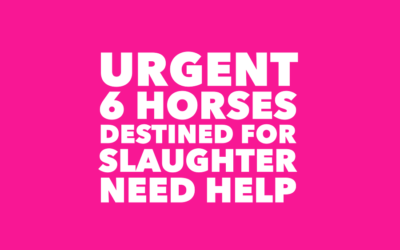 HELP SAVE 6 HORSES