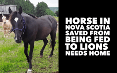 NOVA SCOTIA HORSE NEEDS HOME
