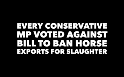 CONSERVATIVES IN FAVOUR OF HORSE SLAUGHTER