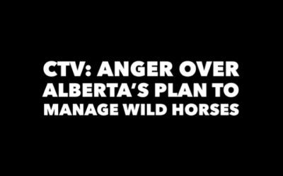 CTV (VIDEO) FATE OF WILD HORSES