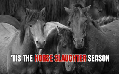 URGENT: HELP SAVE 18 HORSES FROM SLAUGHTER