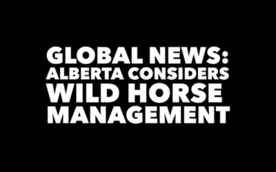 GLOBAL (VIDEO) ALBERTA CONSIDERS WILD HORSE MANAGEMENT